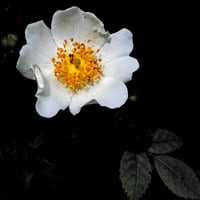 Image 1 of Wild White Rose
