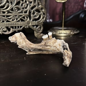 Image of Human Mandible Partial 2 Teeth
