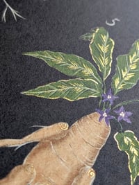 Image 2 of Natural history - poison plants & fungi