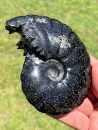 Image 1 of Black Ammonite Fossil With Pyrite | Madagascar #2706