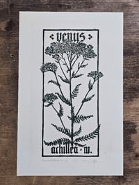 Image 1 of Venus Achillea • Planherbarium linocut paper print