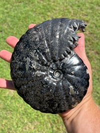 Image 17 of Large Black Ammonite Fossil With Pyrite | Madagascar #2699