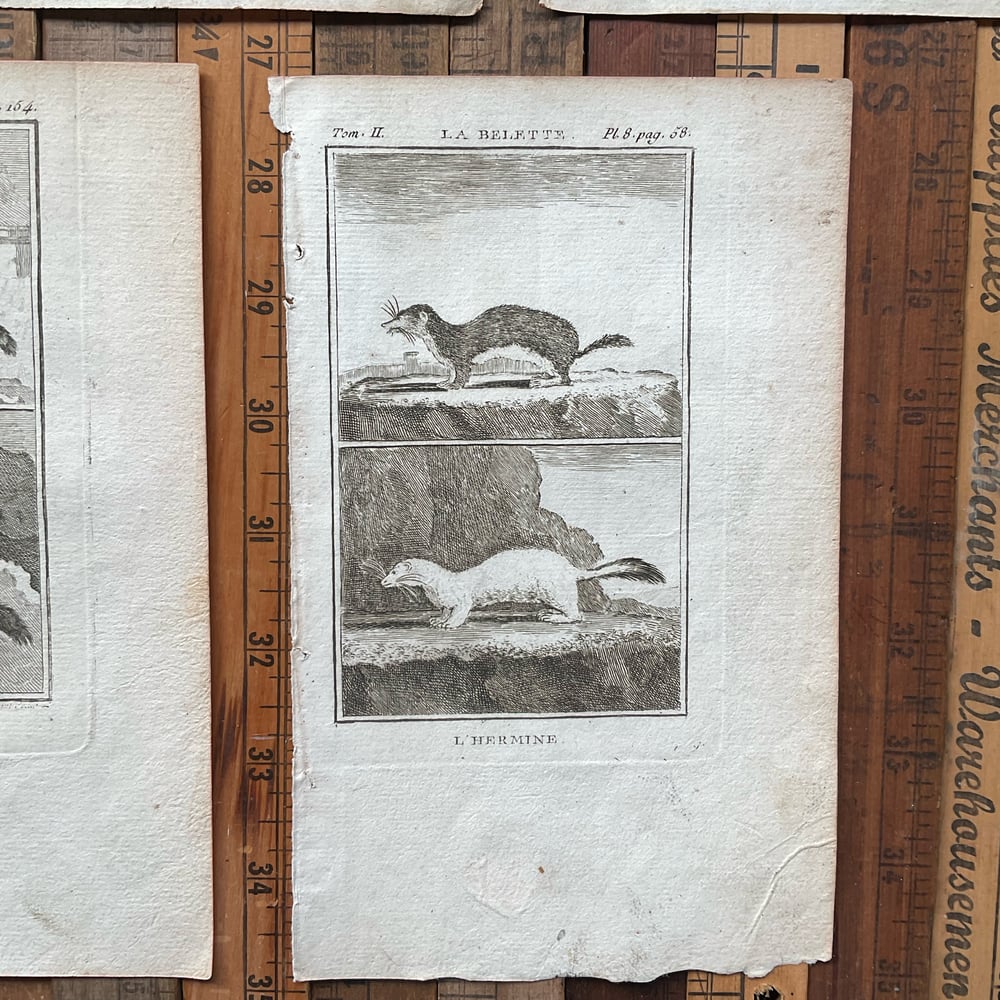 Image of French Animal Engravings set no.2