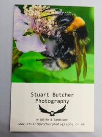 Image 2 of Southern Cuckoo Bee - #4 - Norfolk Wildlife Series - SB Photography