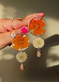 Cosmos n queens lace 