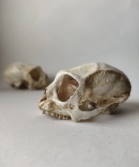 Capuchin skull replica