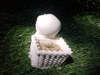 Image 2 of TerraKid +  Sentum pachyphyllum