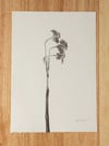 Narcissus Geranium 01 - A4 - Original Botanical Monoprint