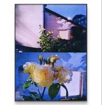 Image 3 of PICK ROSES AT NIGHT XII