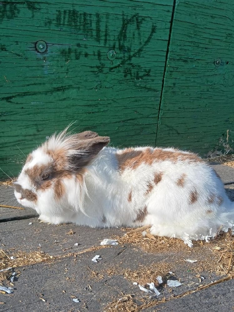 Image of Winnie (F)  in Orlando 