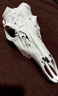 Image 8 of Deer Skull Antler Mount 8 inches