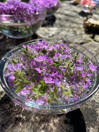 Image 3 of CONSULTA TERAPIA FLORAL EXTENSA