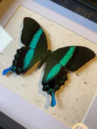 Image 2 of Papilio blumei