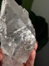 Image 12 of RAINBOW FILLED LA PLATOSA SELENITE -MEXICO- B