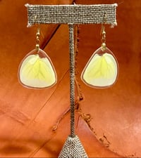 Image 1 of Statira Sulphur Hindwings