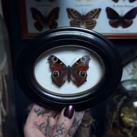 Image 1 of Peacock Butterfky