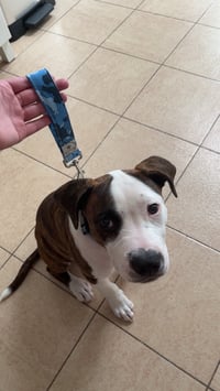 Image 3 of Traffic Lead - Short Lead