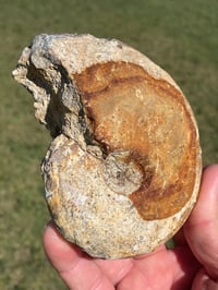 Image 1 of Australian Ammonite Fossil #1976