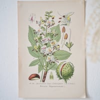 Image 3 of Planches De Botanique Chêne, Maronnier, Châtaignier & Bouleau
