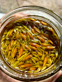 Image 4 of Dream Time Tincture (CA Poppy Tincture) 
