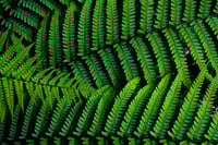 Image 1 of Ferns 1