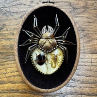 Image 4 of Specimen spider (e,  4x5 inches)