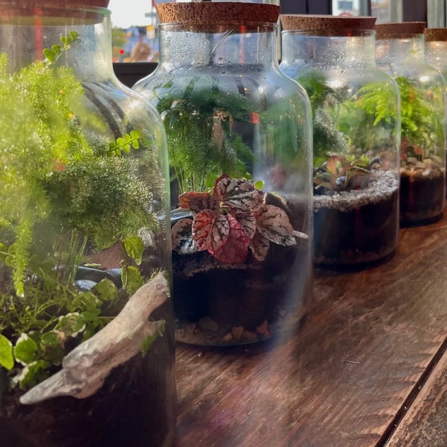 Terrarium Creations - Tropical terrarium workshop