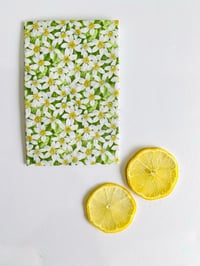 LEMON BLOSSOMS