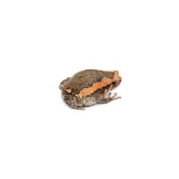 Chubby Frog 