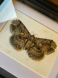 Image 2 of Brahmaea moth