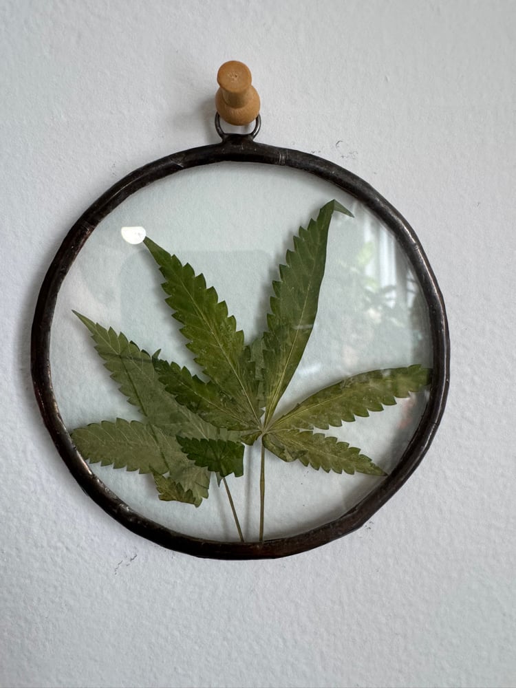 Cannabis circle