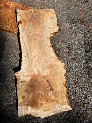 Maple Burl 2