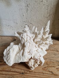 Image 4 of Le Corail blanc 