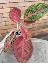Image 2 of Red Aglaonema in Purple Heart 