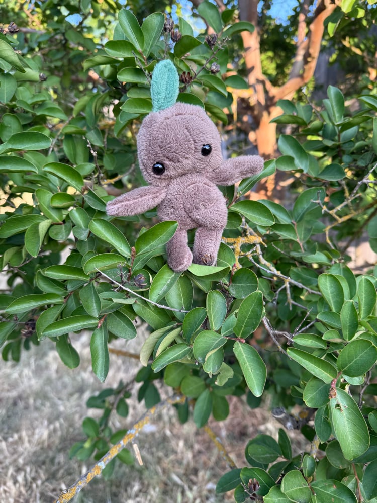 Image of baby tree