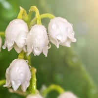 Image 4 of Lily of the Valley Honeybee Butter Bar