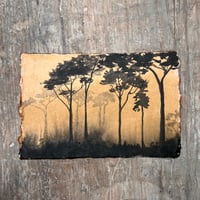 ‘Misty Scots Pines’