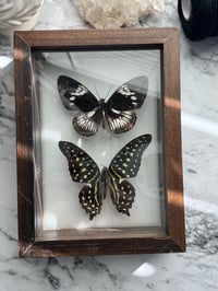 Image 4 of Framed Butterflies 