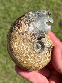 Image 10 of Ammonite Fossil | Madagascar #3022