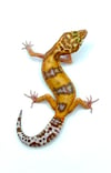 Tangerine Tremper (H- 07)