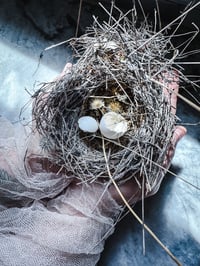 Image 1 of Az Bird nest with egg shells 