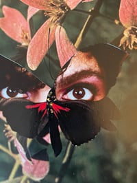 Image 2 of Prince the butterfly 