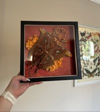 Image 3 of Atlas Moth Frame