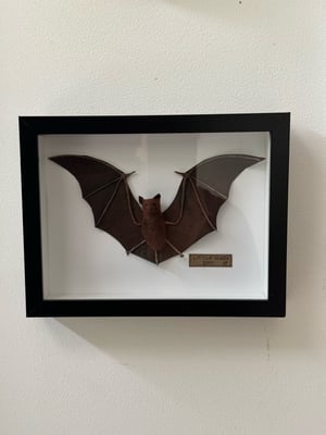 Image of Little forest bat  1 faux taxidermy 