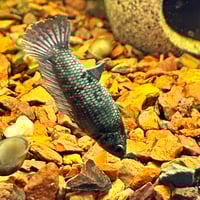 Image of Copper Blue Black Lavender HMPK Female