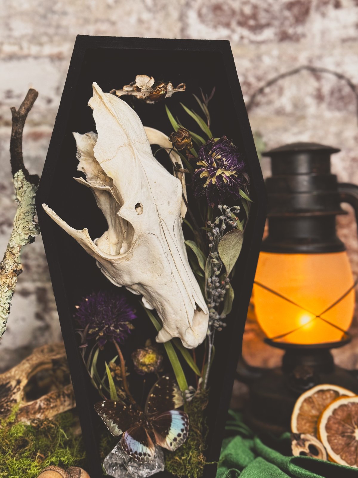 Image of Coyote Skull Coffin