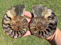 Image 1 of Ammonite Fossil Pair | Madagascar #2907