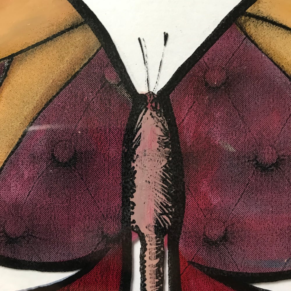 Image of Butterfly 30 