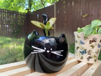 Image 1 of Coppertone Stonecrop in Black Cat Mug