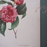 Image 10 of Planches  Anciennes les fleurs de Redouté 